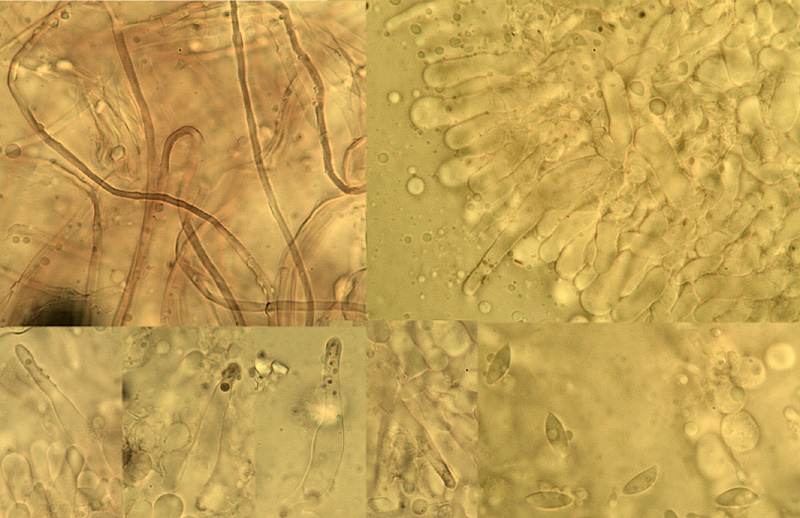 Merulicium fusisporum